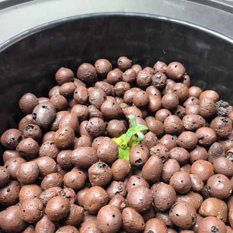 Starr growlog timeline photo