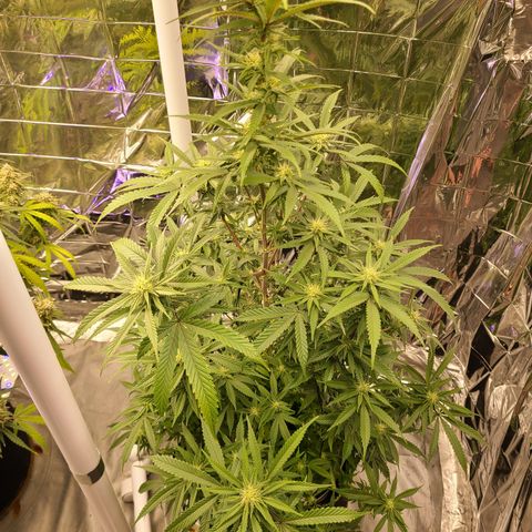 Mary growlog timeline photo