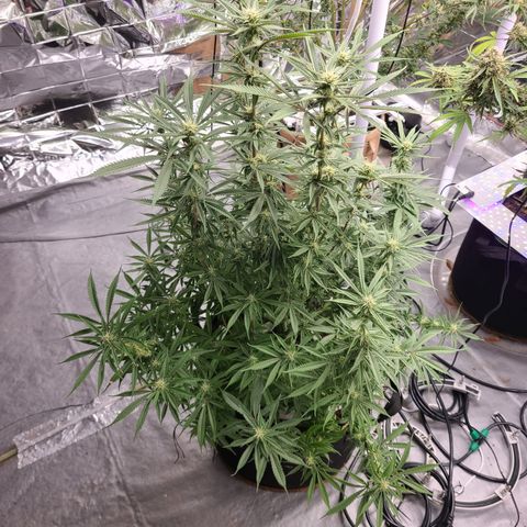 Violet growlog timeline photo