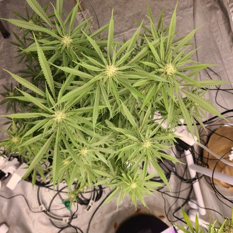 Violet growlog timeline photo