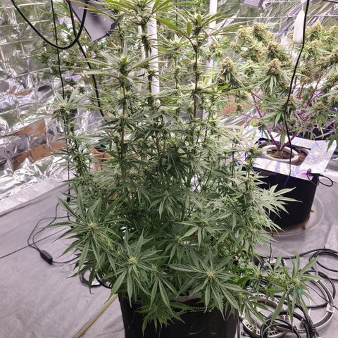 Violet growlog timeline photo