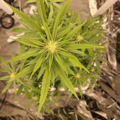 Mary growlog timeline photo