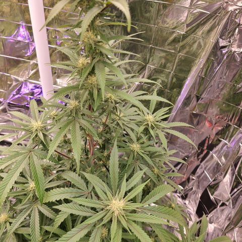 Mary growlog timeline photo
