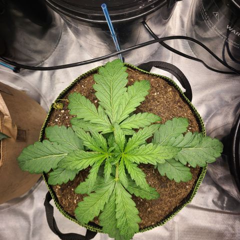 Juno growlog timeline photo