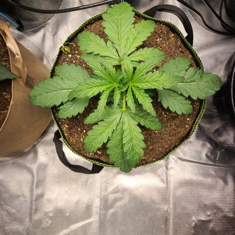 Juno growlog timeline photo