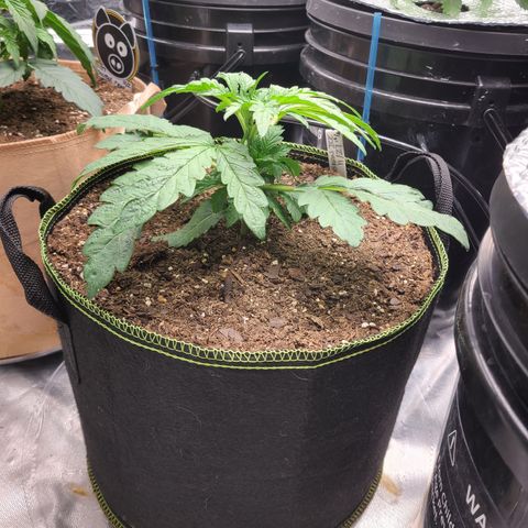 Juno growlog timeline photo