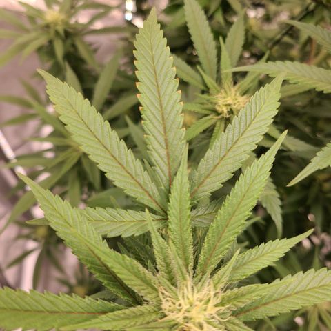 Mary growlog photo: Possible early signs of nute burn, mid canopy. 