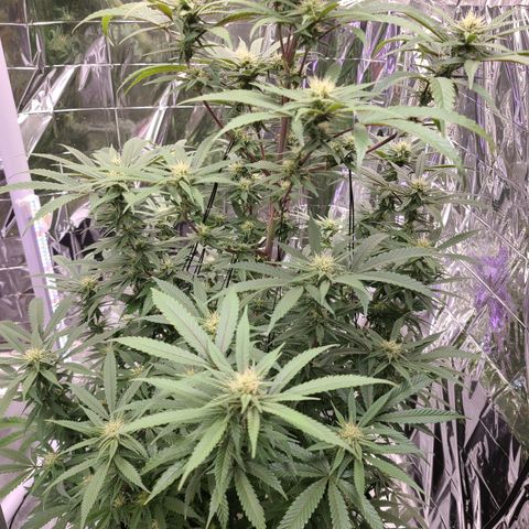 Mary growlog timeline photo
