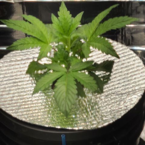 Gladys growlog photo: Responding well to topping. 