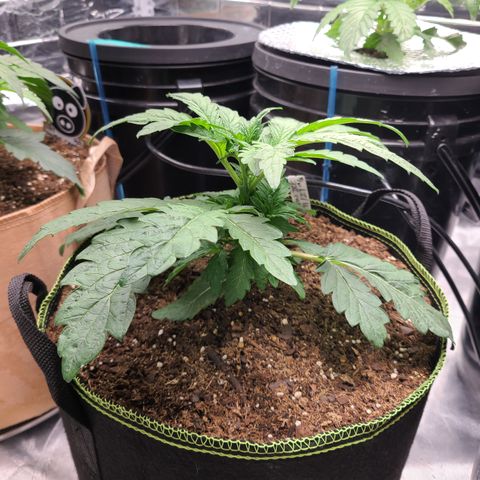 Juno growlog timeline photo