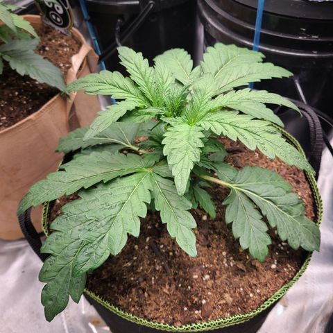 Juno growlog timeline photo