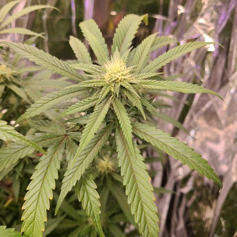 Mary growlog timeline photo
