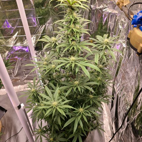 Mary growlog timeline photo