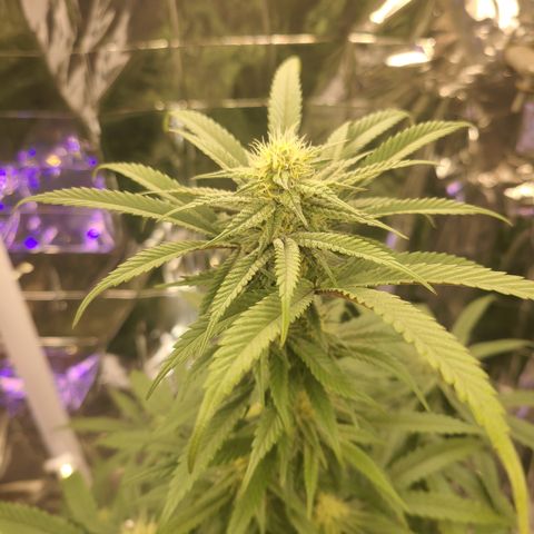 Mary growlog timeline photo