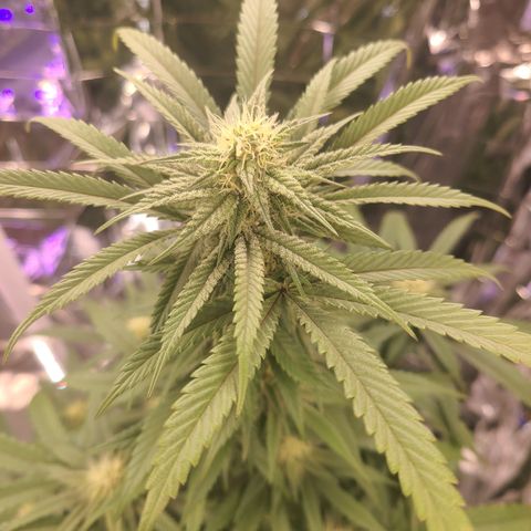 Mary growlog timeline photo