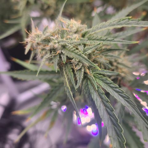 Aurora growlog timeline photo