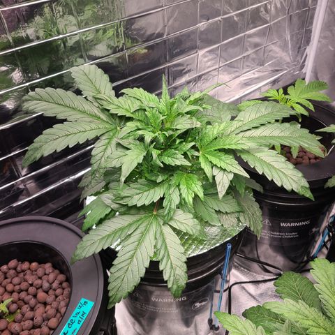 Gladys growlog timeline photo