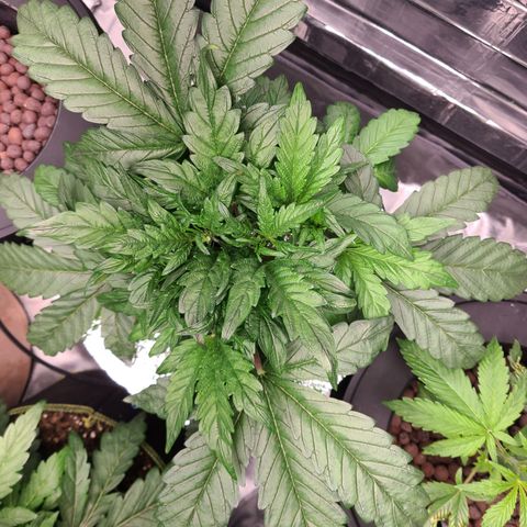 Gladys growlog timeline photo