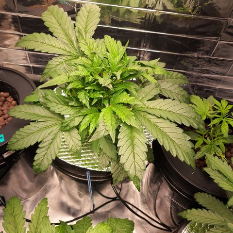 Gladys growlog timeline photo