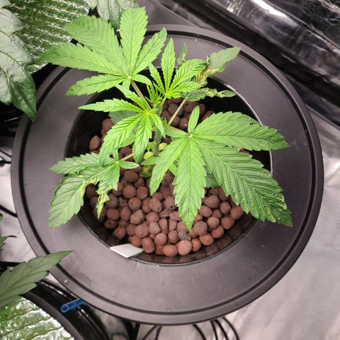 Payton growlog timeline photo