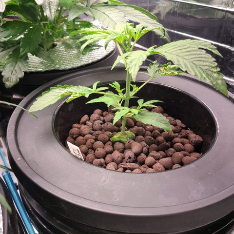 Payton growlog timeline photo