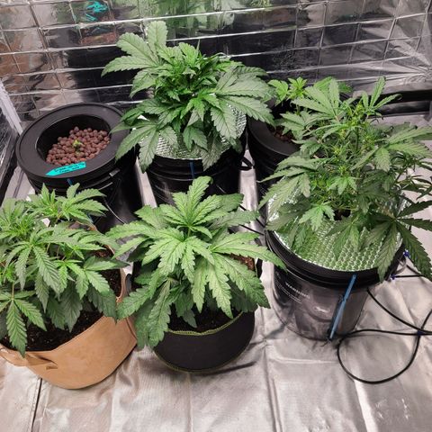 Starr growlog timeline photo