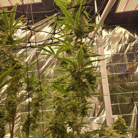 Aurora growlog timeline photo