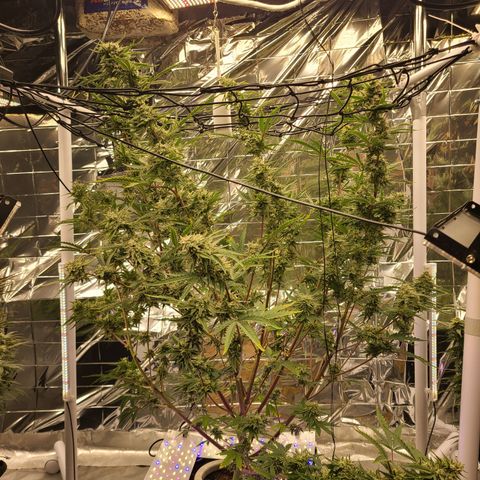Aurora growlog timeline photo