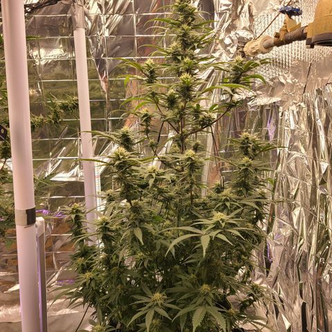 Mary growlog timeline photo