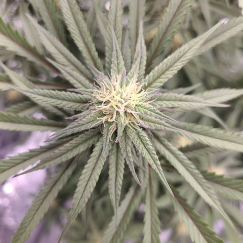 Violet growlog timeline photo