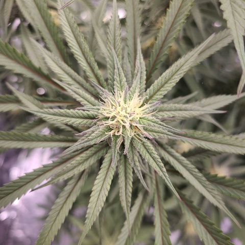 Violet growlog timeline photo