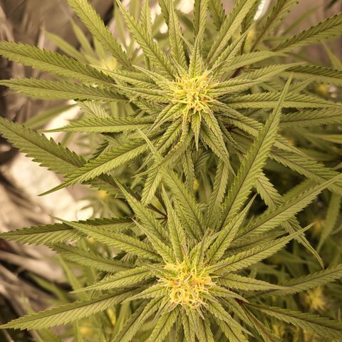 Violet growlog timeline photo