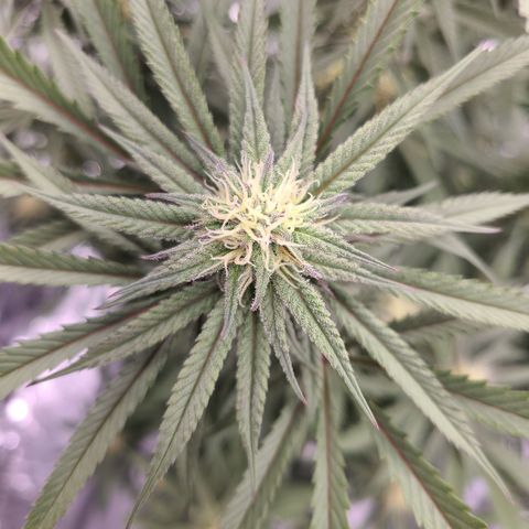 Violet growlog timeline photo