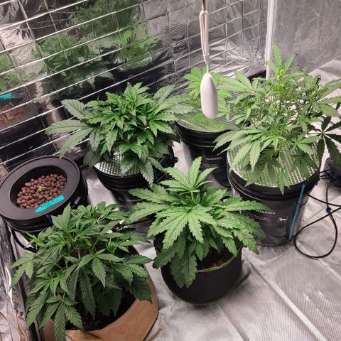Starr growlog timeline photo