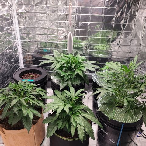 Starr growlog timeline photo