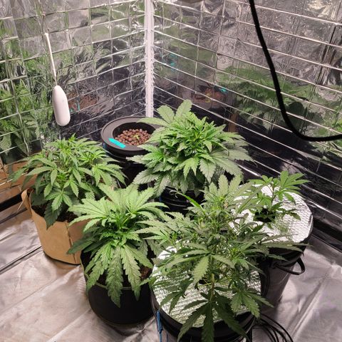 Starr growlog timeline photo