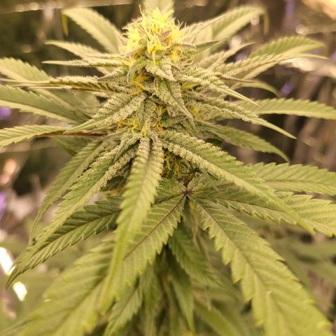 Mary growlog timeline photo
