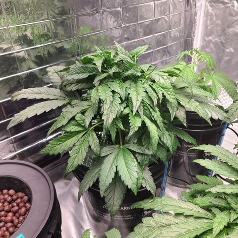 Gladys growlog timeline photo