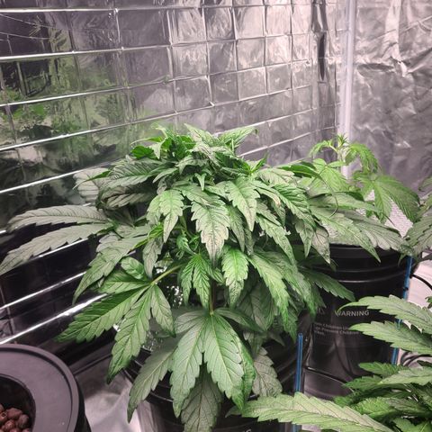 Gladys growlog timeline photo