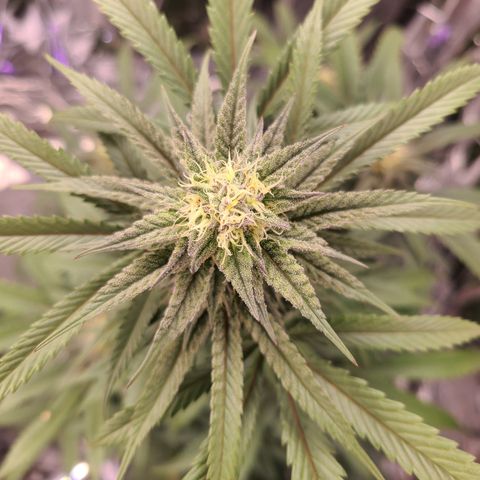 Mary growlog timeline photo