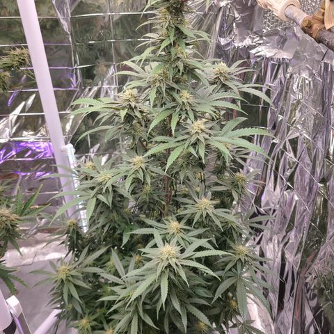Mary growlog timeline photo