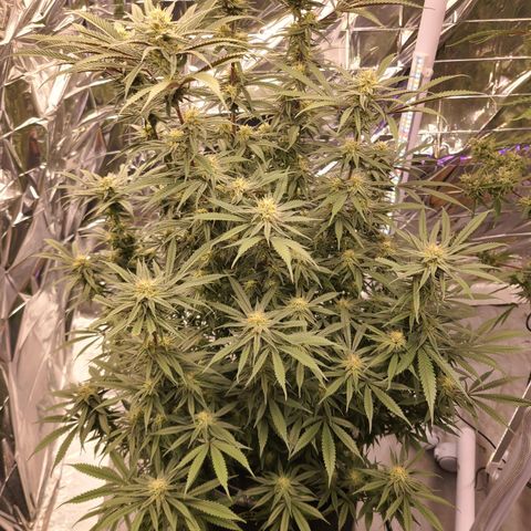 Violet growlog timeline photo
