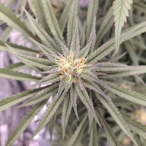 Violet growlog timeline photo