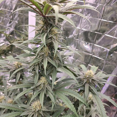 Mary growlog timeline photo