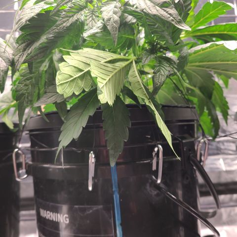 Gladys growlog timeline photo