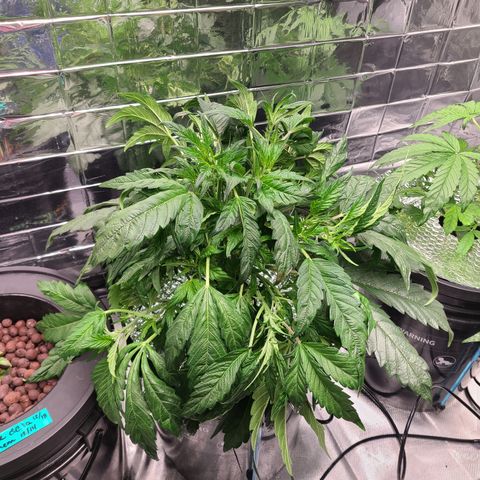 Gladys growlog timeline photo
