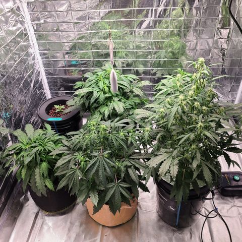 Starr growlog timeline photo