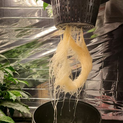 Payton growlog timeline photo