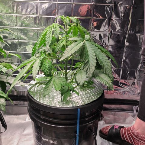 Payton growlog timeline photo