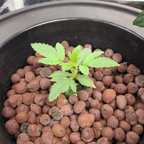 Starr growlog timeline photo